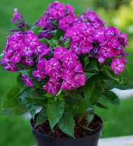 Флокс Бамбини Дезаер (1уп/1шт)