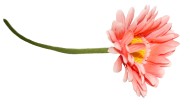 Гербера одиночная 63 см Лососёвая Гербера одиночная 63 см Лососёвая