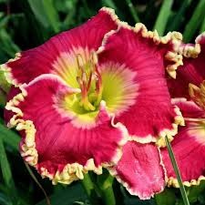 Лилейник Колор Симфони (1уп/1шт)