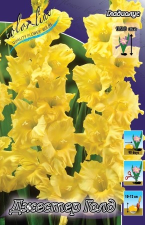 Гладиолусы Джестер Голд (1уп/7шт) ГОФРИРОВ