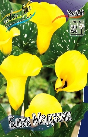 Калла Блэк Мэджик (1уп/2шт)