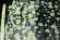 Пленка прозрачная с рисунком Ламур (LAMOUR) Бело-Салатовая 70см/200гр