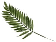 Лист Пальмы пластик одиночный 44см 1/10шт Лист Пальмы пластик одиночный 44см 1/10шт