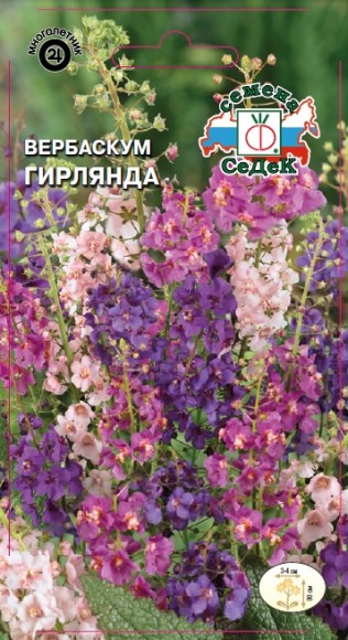 Цветы Вербаскум Гирлянда смесь ЦВ/П (СЕДЕК) 0,1гр многолетник 80см Цветы Вербаскум Гирлянда смесь ЦВ/П (СЕДЕК) 0,1гр многолетник 80см