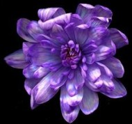 Краска для срезочных цветов 275мл Черничная №-14