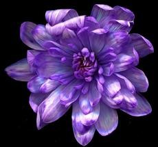 Краска для срезочных цветов 275мл Черничная №-14 Краска для срезочных цветов 275мл Черничная №-14