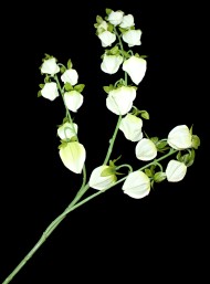 Физалис 3 ветки 115см Белый Физалис 3 ветки 115см Белый