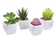 Цветы в вазоне керамич Кактус 8-10см B3 6692 Цветы в вазоне керамич Кактус 8-10см B3 6692