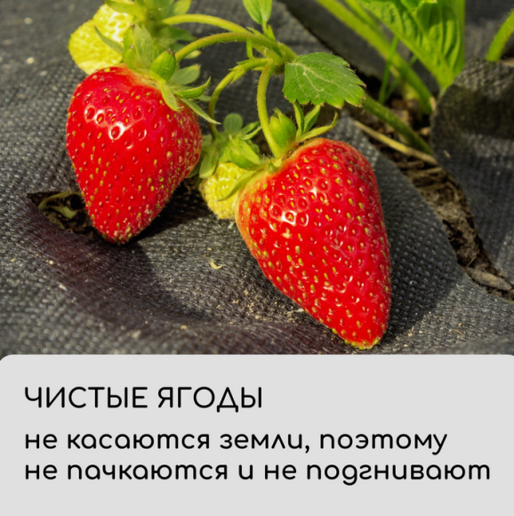 Упаковка Агротекс Чёрный Перфорированый М-80 Чёрный шир 1,6м/длина 10м Упаковка Агротекс Чёрный Перфорированый М-80 Чёрный шир 1,6м/длина 10м