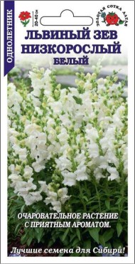 Цветы Львиный Зев Низкорослый Белый ЦВ/П (СОТКА) 0,1гр однолетник 20-40см