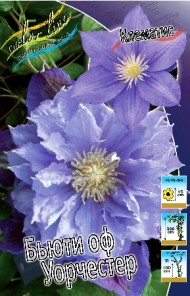 Клематис Бьюти оф Уорчестер МАХРОВ (1уп/2шт) Клематис Бьюти оф Уорчестер МАХРОВ (1уп/2шт)