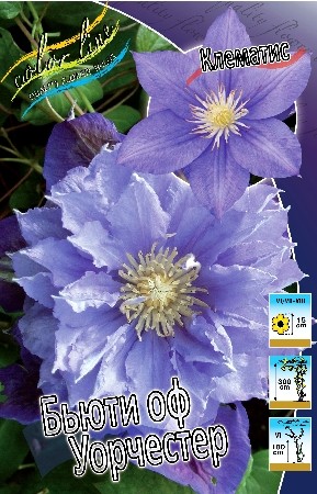 Клематис Бьюти оф Уорчестер МАХРОВ (1уп/2шт)
