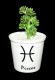 Цветы в вазоне керамич Кактус со знаком зодиака 10см