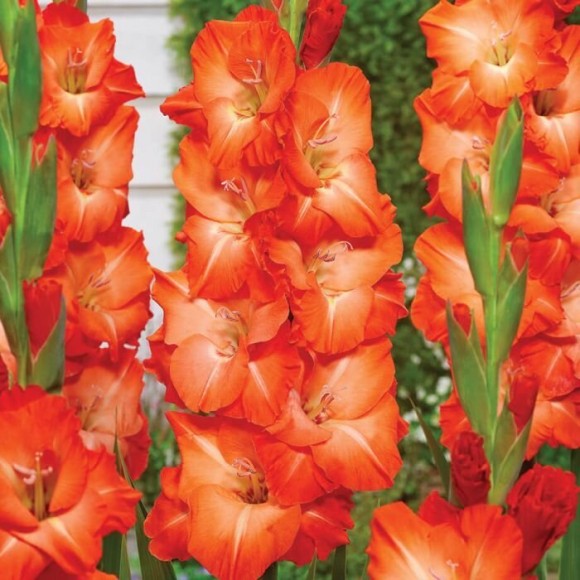 Гладиолусы Замора 10/12 (1уп/8шт)