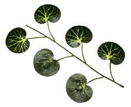 Лист Плюща маленький 1/12шт 6 веток 23см Лист Плюща маленький 1/12шт 6 веток 23см