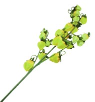 Физалис 3 ветки 115см Зелёный