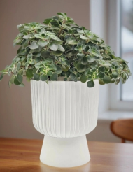 Горшок вазон Бекер 8,6лит Белый D-25см