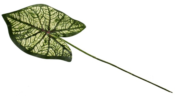 Лист Сингониума ткань 1/10шт