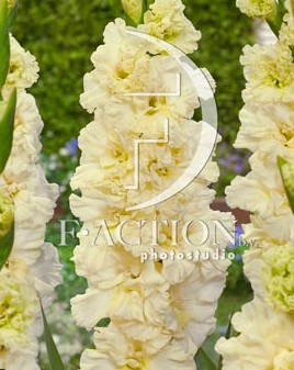 Гладиолусы Распутин 10/12 (1уп/8шт)