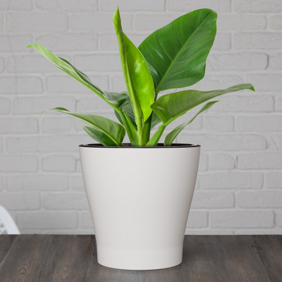 Горшок Лея 5лит Белый (с дренажной системой) Горшок Лея 5лит Белый (с дренажной системой)