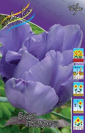 Тюльпан Блю Перрот 11/12 (1уп/7шт)