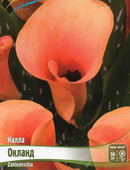 Калла Окланд (1уп/2шт)