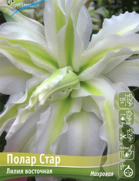 Лилия Полар Стар (1уп/5шт) Восточн Махров