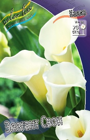 Калла Элегант Свон (1уп/2шт)
