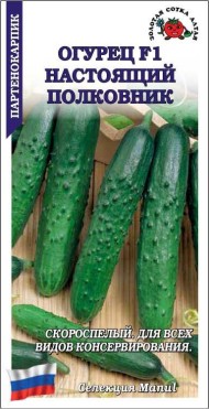 Огурец Настоящий Полковник ЦВ/П (СОТКА) 0,15гр скороспелый партенокарпический