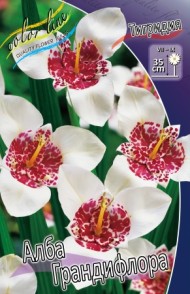 Тигридия Алба Грандифлора (1уп/10шт)