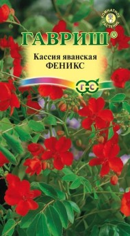 Цветы Кассия Феникс ЦВ/П (ГАВРИШ) 3шт комнатное до 2м