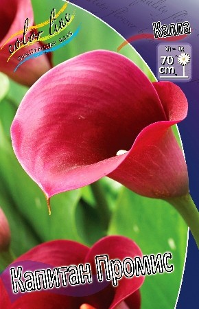 Калла Капитан Промис (1уп/2шт)