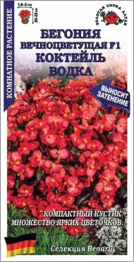 Цветы Бегония вечноцветущая F1 Водка ЦВ/П (СОТКА) 5шт комнатное 15-20см