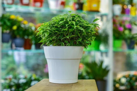 Горшок Тоскана 1,45лит D-15см Белый с поддоном Горшок Тоскана 1,45лит D-15см Белый с поддоном