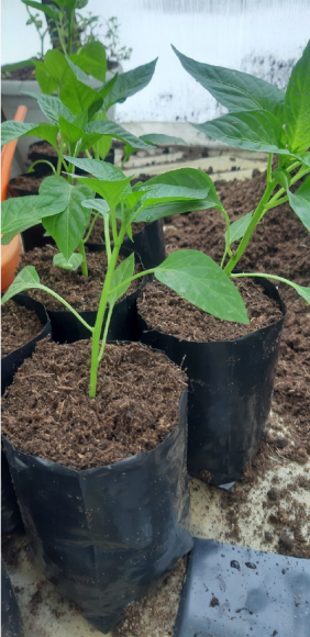 Набор горшков Рассадных П/Э 1лит 100*160мм (Набор 20шт) 100мкм