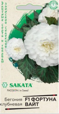 Цветы Бегония Фортуна Вайт F1 ЦВ/П (ГАВРИШ) 4шт комнатное до 20см