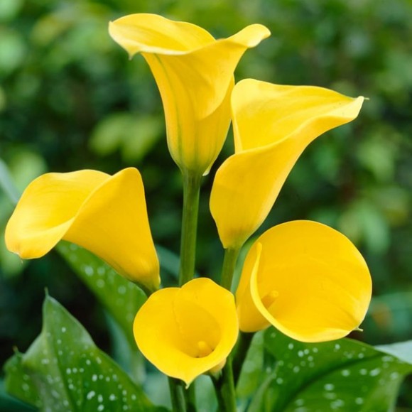 Калла Флорекс Голд (1уп/2шт)