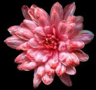 Краска для срезочных цветов 950мл Ультрамарин Лотос 1уп/6шт