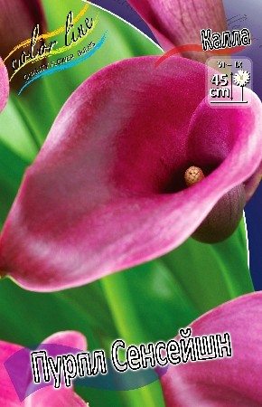 Калла Пурпл Сенсейшен (1уп/2шт)