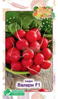 Редис Валери F1 ЦВ/П (ЕС) 0,5гр раннеспелый комнатный