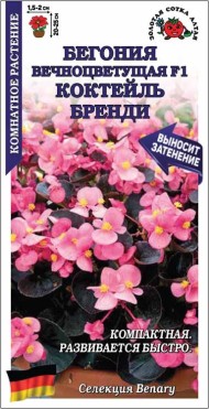Цветы Бегония вечноцветущая F1 Бренди ЦВ/П (СОТКА) 5шт комнатное 15-20см