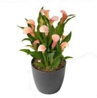 Калла Пашшн Фрут 12/14 (1уп/2шт)