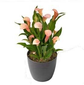 Калла Пашшн Фрут 12/14 (1уп/2шт)