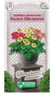 Цветы Гербера Колесо обозрения ЦВ/П (ЕС) 3шт комнатное 20-30см