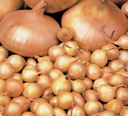 Лук-севок Штуттгартер Ризен Лот-15 Мешок (2 группа)