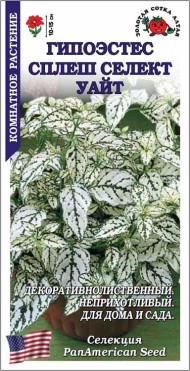 Цветы Гипоэстес Сплеш Селект Уайт ЦВ/П (СОТКА) 10шт комнатное 10-15см