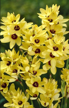 Иксия Йеллоу Эмпаер 5/+ (1уп/10шт)