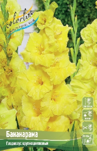 Гладиолусы Бананарама 10/12 (1уп/8шт)