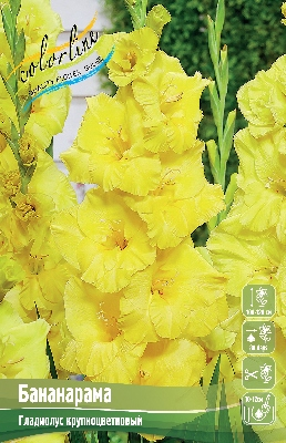 Гладиолусы Бананарама 10/12 (1уп/8шт) Гладиолусы Бананарама 10/12 (1уп/8шт)