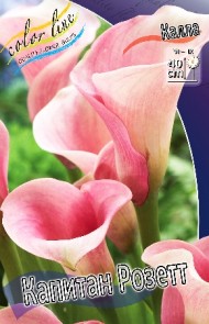 Калла Капитан Розетт (1уп/2шт)